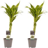 Duo 2 x Dracaena Sandriana gold ↨ 45cm - 2 stuks - hoge kwaliteit planten