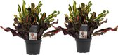 Duo Croton Mammi 3pp kopstek ↨ 25cm - 2 stuks - hoge kwaliteit planten