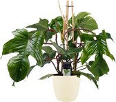 Philodendron Squamiferum  - Pyramide in ELHO Round (soap) ↨ 70cm - hoge kwaliteit planten