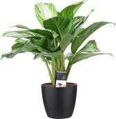 Aglaonema Silver Bay met Elho brussels living black ↨ 50cm - hoge kwaliteit planten