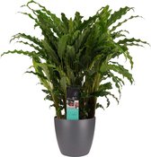 Calathea Bluegrass met Elho brussels antracite ↨ 60cm - hoge kwaliteit planten