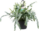 Phlebodium aureum 'Blue Star' ↨ 40cm - hoge kwaliteit planten