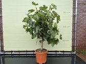 Vijgenboom - Ficus Carica - Winterhard - Pot ⌀ 38cm - Hoogte  ca. 140cm