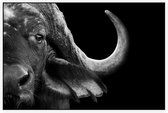 Buffalo zwart wit - Foto op Akoestisch paneel - 225 x 150 cm