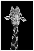 Giraffe zwart wit op zwarte achtergrond - Foto op Akoestisch paneel - 100 x 150 cm