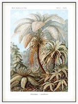 Alsophila - Filicinae (Kunstformen der Natur), Ernst Haeckel - Foto op Akoestisch paneel - 150 x 200 cm