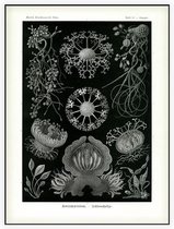 Erysiphe - Ascomycetes (Kunstformen der Natur), Ernst Haeckel - Foto op Akoestisch paneel - 60 x 80 cm