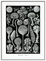 Arcyria - Mycetozoa (Kunstformen der Natur), Ernst Haeckel - Foto op Akoestisch paneel - 150 x 200 cm