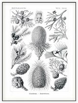 Araucaria - Coniferae (Kunstformen der Natur), Ernst Haeckel - Foto op Akoestisch paneel - 120 x 160 cm