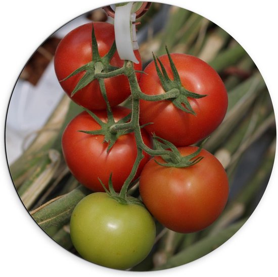 Dibond Wandcirkel - Tomaten aan Plant - 70x70cm Foto op Aluminium Wandcirkel (met ophangsysteem)