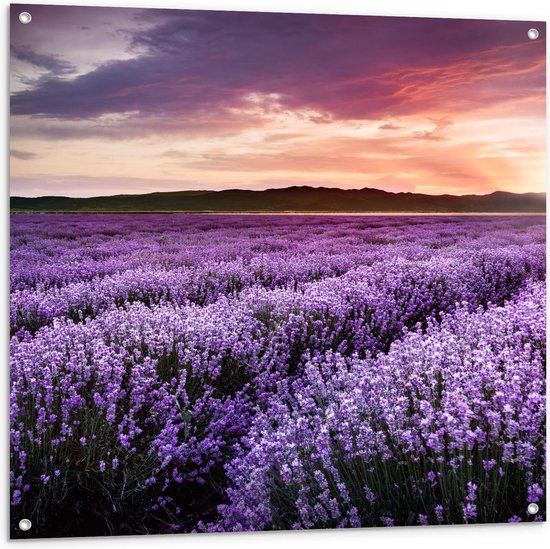 Tuinposter - Paars Lavendel Veld - Foto op Tuinposter (wanddecoratie voor buiten en binnen)