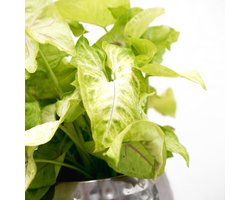 Syngonium Golden Feel Green - 30cm