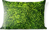 Buitenkussens - Tuin - Lichtgroene bladeren - 50x30 cm