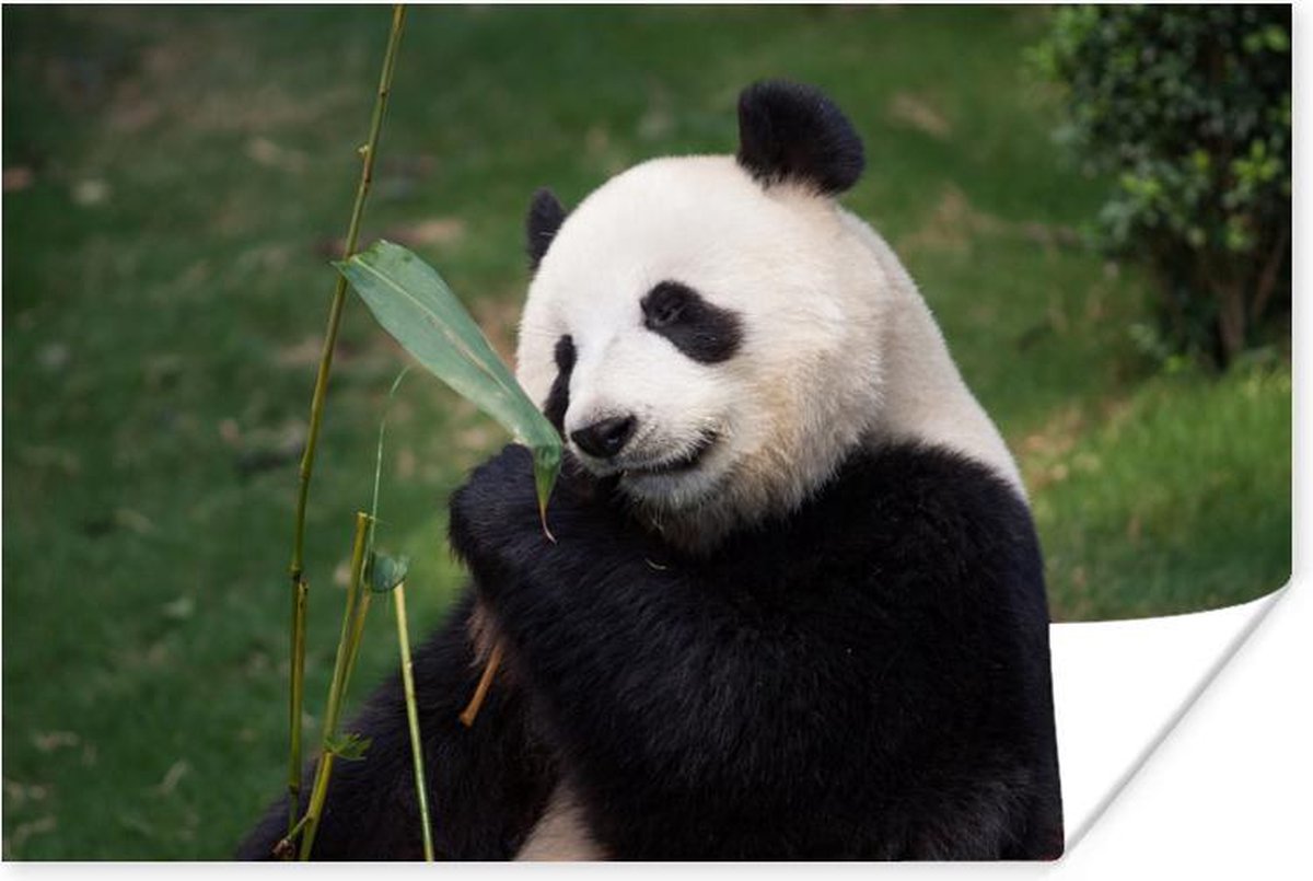 Panda die eet van de bamboe bladeren 180x120 cm XXL / Groot formaat
