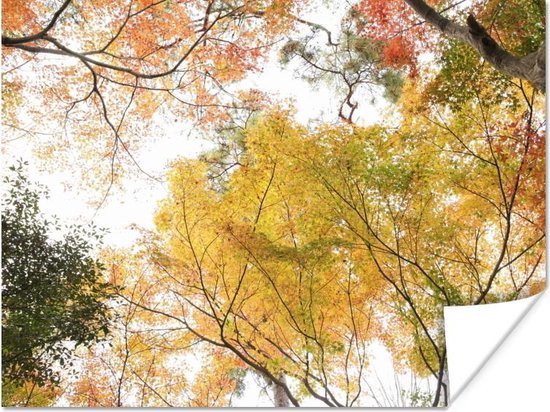 Poster Japanse esdoorn met gele en oranje bladeren