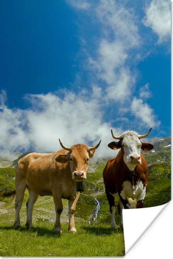 Onvergetelijk Trappenhuis Veel gevaarlijke situaties Twee koeien in de Franse Alpen 80x120 cm - Foto print op Poster  (wanddecoratie... | bol.com