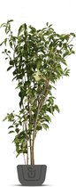 Meerstammige sierkers | Prunus serrulata Amanogawa | Hoogte: 160-180 cm