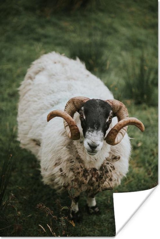 Vind hoorns in Schapen, Geiten en Varkens op Vind hoorns in Schapen, Geiten en Varkens op