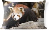 Buitenkussens - Tuin - Kleine rode panda - 60x40 cm