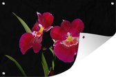 Muurdecoratie Rode orchideeën tegen een zwarte achtergrond - 180x120 cm - Tuinposter - Tuindoek - Buitenposter
