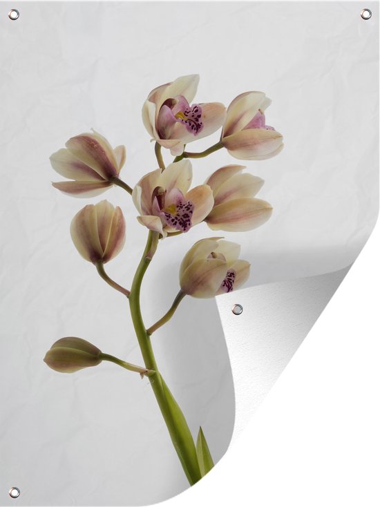 Dendrobium Berry Oda | - orchideeën van A-Z