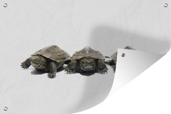TipsCuracao.nl - De beste plek om schildpadden te spotten op Curaçao