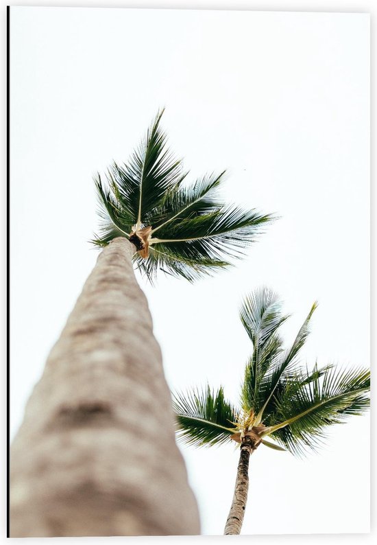 Dibond - Onderaanzicht van Palmbomen - 40x60cm Foto op Aluminium (Met Ophangsysteem)