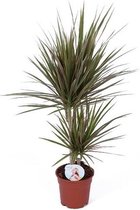 Kamerplant van Botanicly – Drakenboom – Hoogte: 75 cm – Dracaena Marginata Bicolor