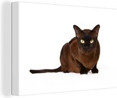 Canvas Schilderij Donkere Burmees kat op een witte achtergrond - 30x20 cm - Wanddecoratie