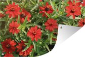 Affiche de jardin Fleurs de zinnia rouge pendant un après-midi ensoleillé 90x60 cm - Toile de jardin / Toile d'extérieur / Peintures pour l'extérieur (décoration de jardin)