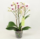 Orchidee van Botanicly – Vlinder orchidee – Hoogte: 50 cm, 1 tak – Phalaenopsis multiflora Rody