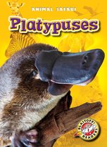 Animal Safari - Platypuses