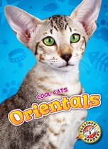 Cool Cats - Orientals