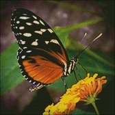 Borduurpatroon Heliconius Hecale vlinder op gele bloem