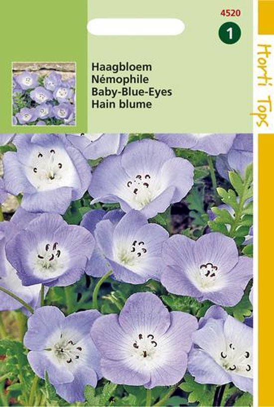 Nemophila Bloemzaad - Hemelsblauw