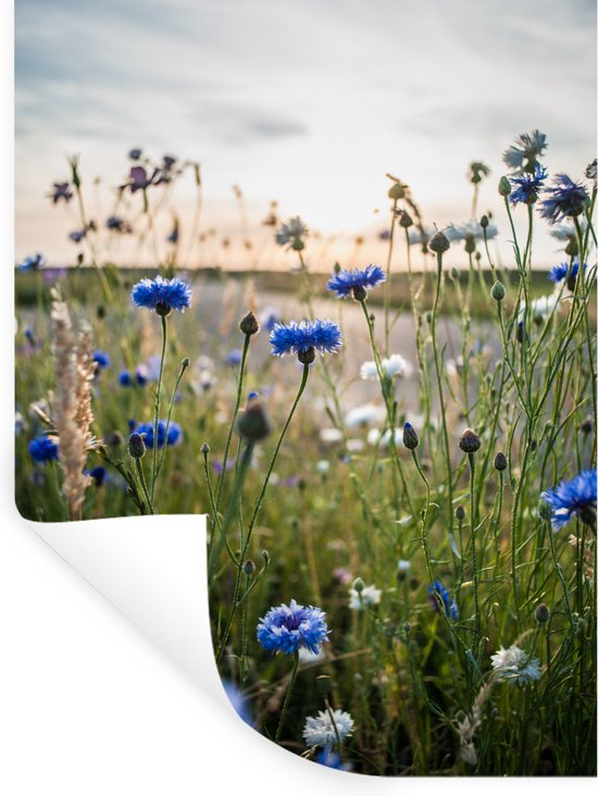 Prairie d'été avec des bleuets bleus et des herbes au soleil, douce lumière matinale.