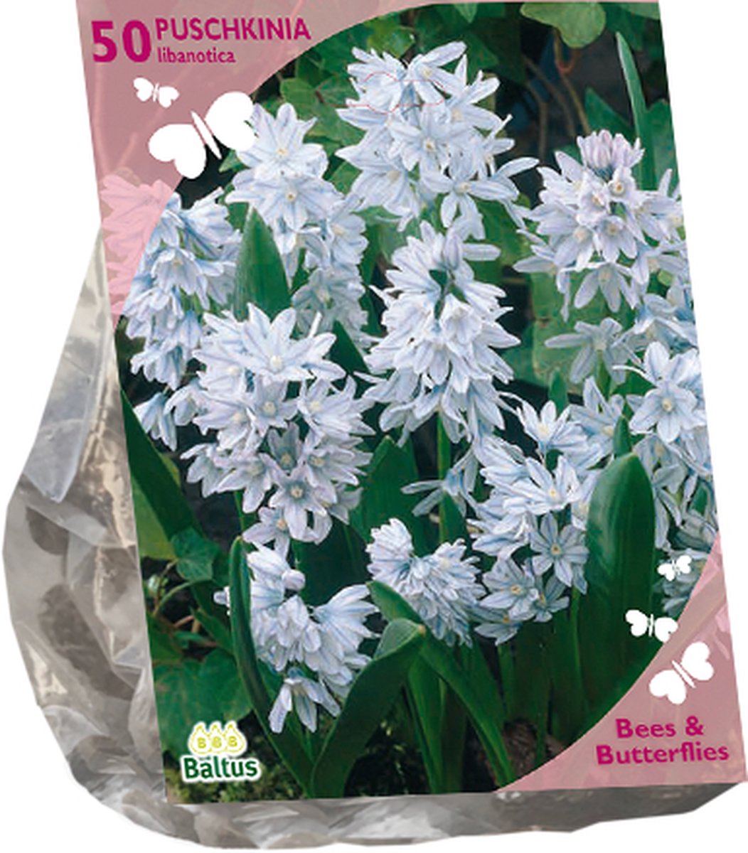 Baltus - Bees & Butterflies Puschkinia Libanotica per 50 bloembollen