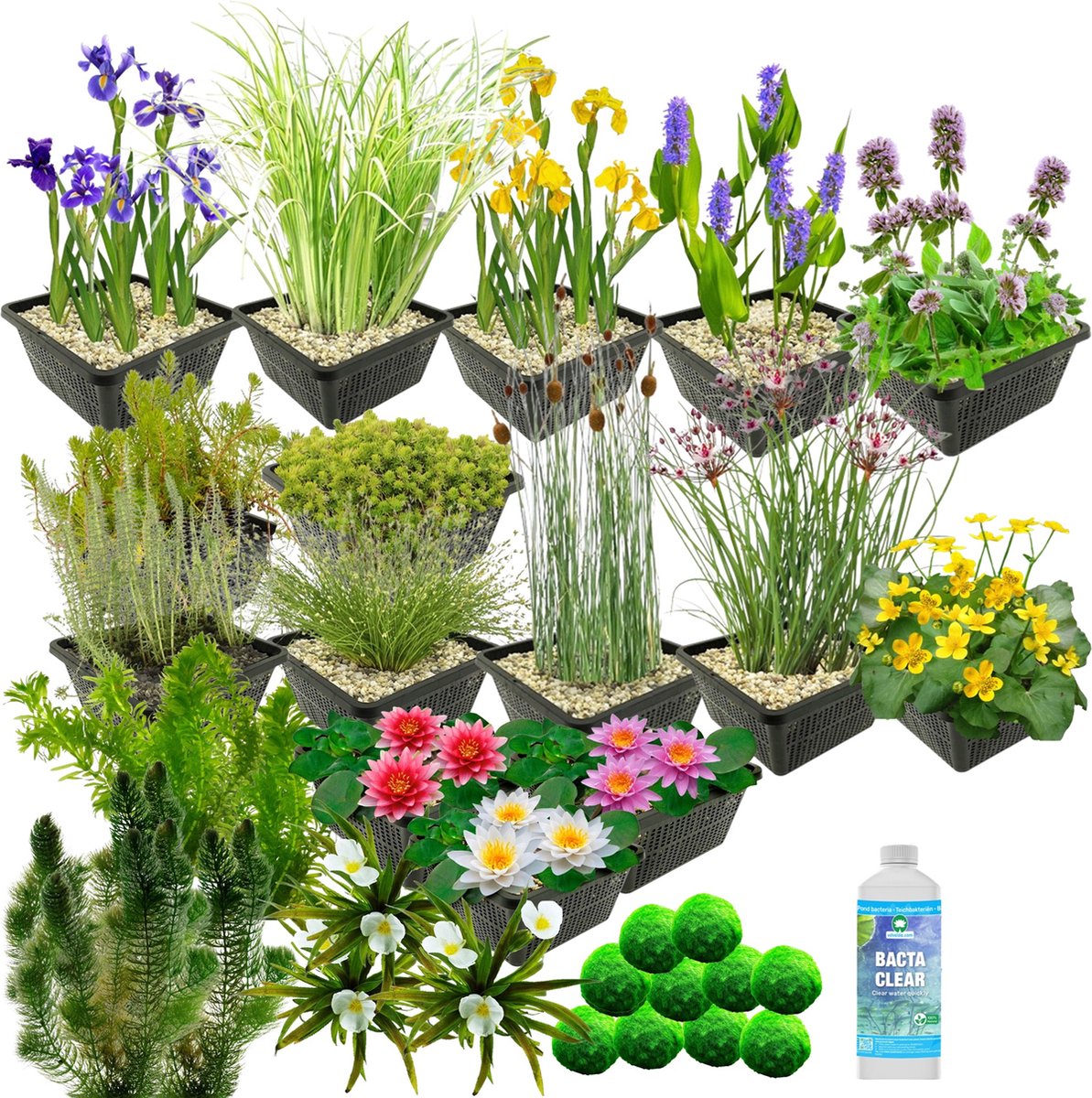 Vdvelde.com Waterplanten Pakket XL Mix Voor 3.500 6.000 L 178 planten Plaatsing: -1 tot -100 cm