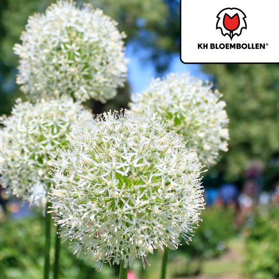 Allium White Giant Bloembollen - 1 Stuks - Witte Sierui - Maat 24+
