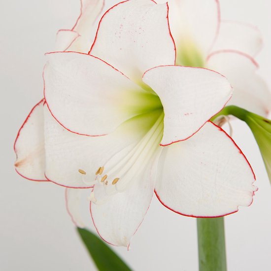 Witte amaryllisbloem met een fijne rode rand en een lichtgroen hart.