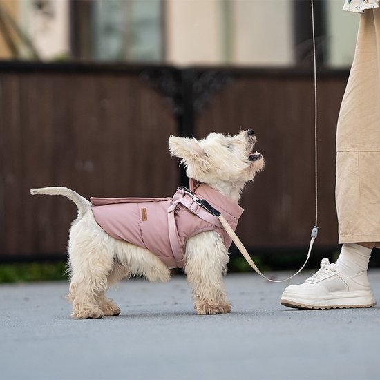 Westie in roze jas, aangelijnd, kijkt omhoog naar persoon.