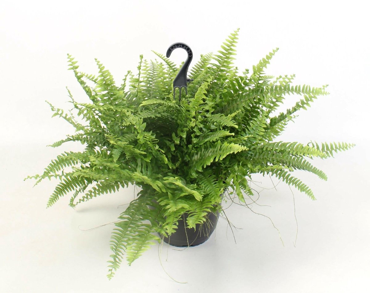Nephrolepis Boston Green Moment Hangplant -60cm -Ø19 Groene Kamerplant