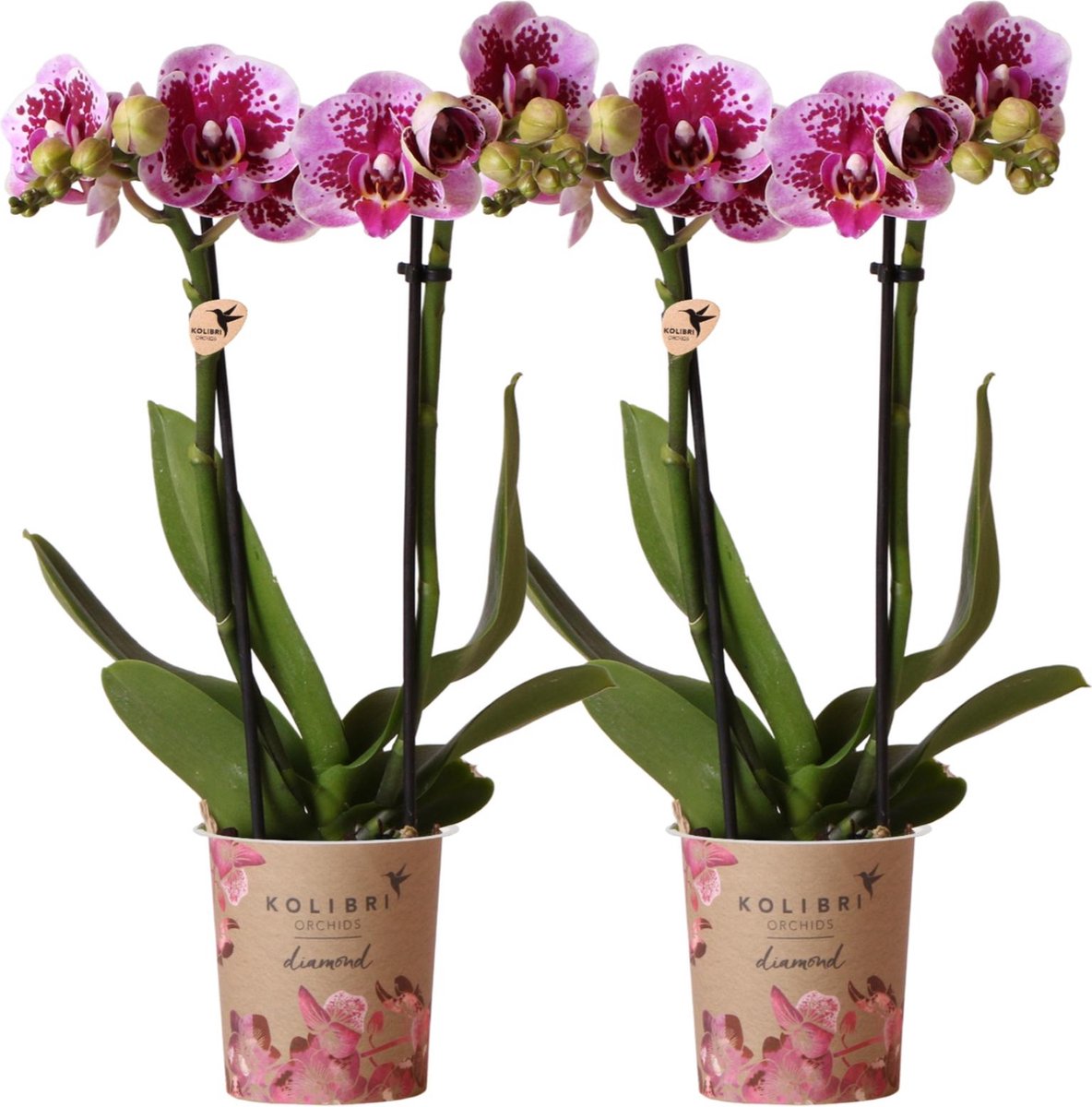 Green Harmony | COMBI DEAL van 2 roze paarse phalaenopsis orchideeën - El Salvador - potmaat Ø9cm | bloeiende kamerplant - vers van de kweker