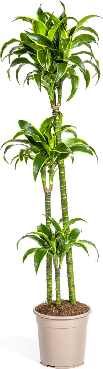 Green Harmony | Dracaena Deremensis Dorado Ø24cm - 130cm