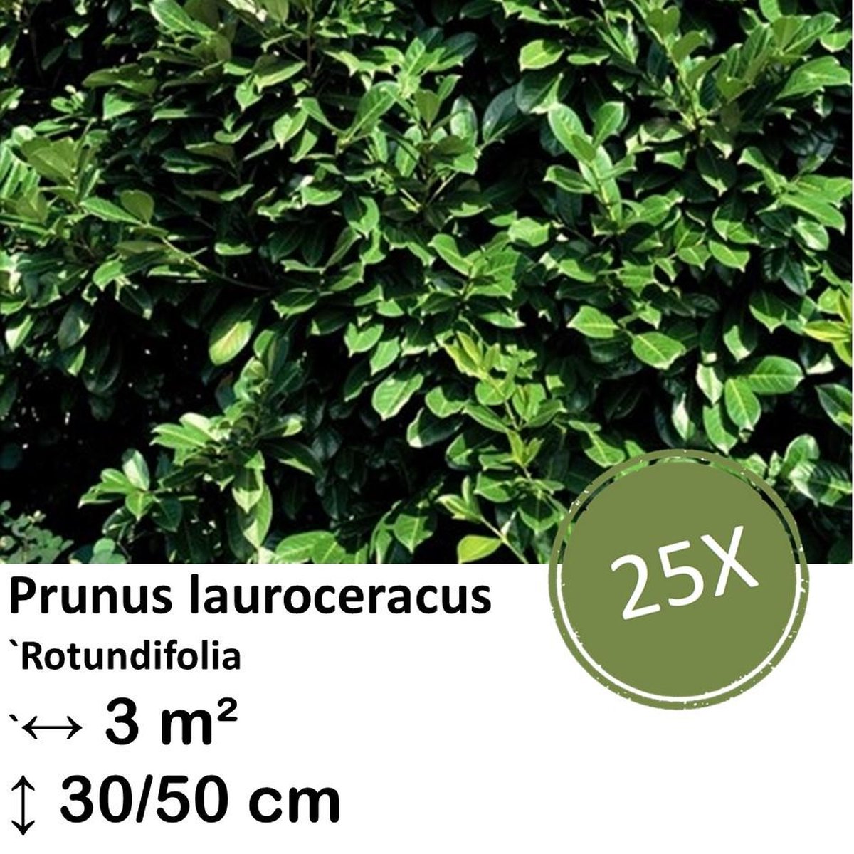 Green Harmony| Prunus lauroceracus `Rotundifolia`- 30-50cm - kale wortel