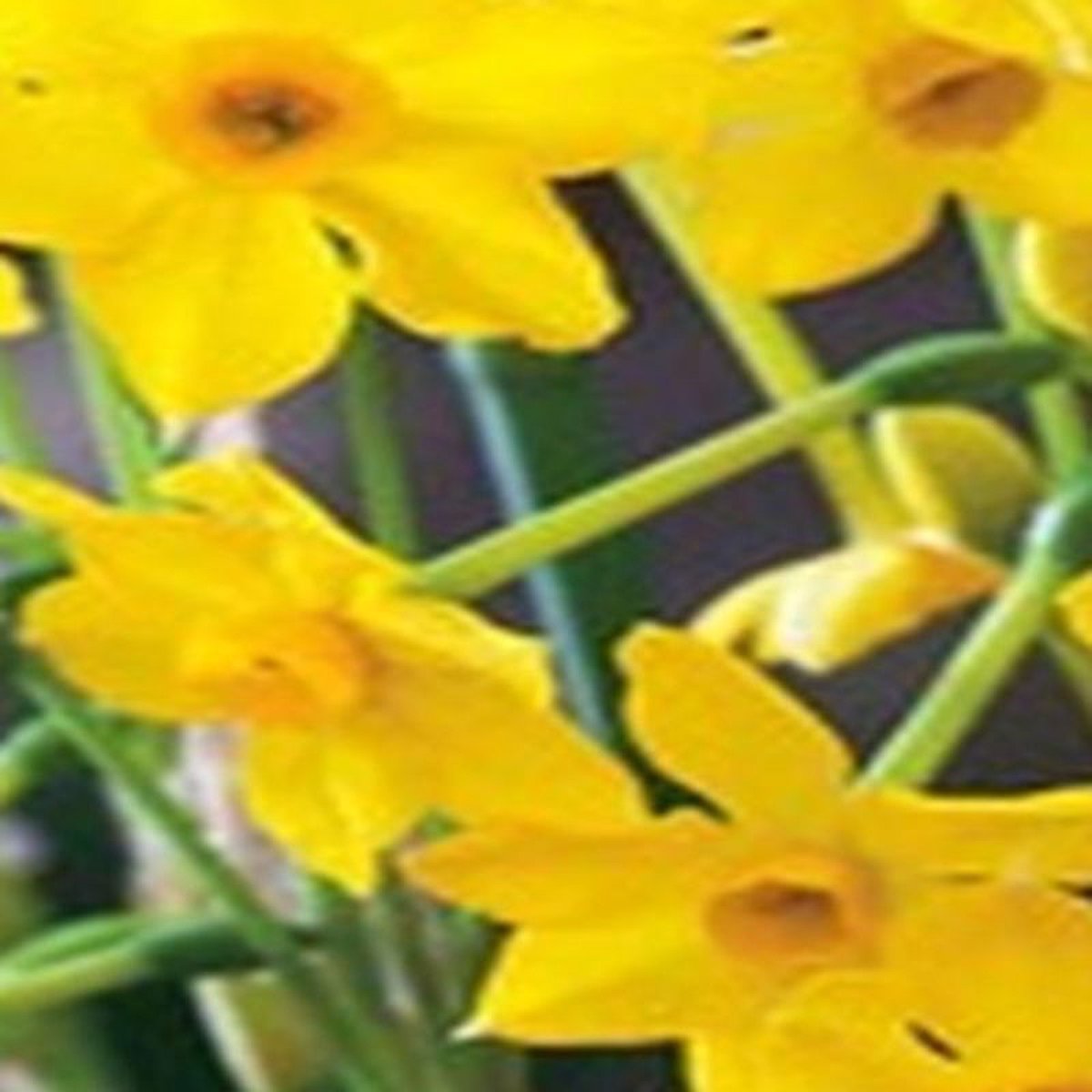 JUB - Narcissus Baby Boomer