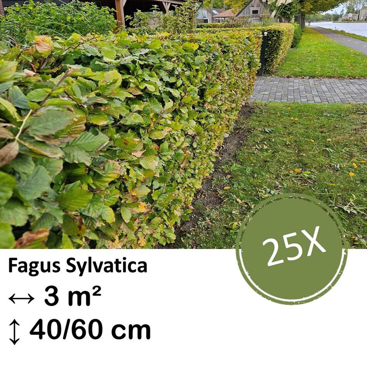 Green Harmony| Fagus sylvatica - Kale wortel