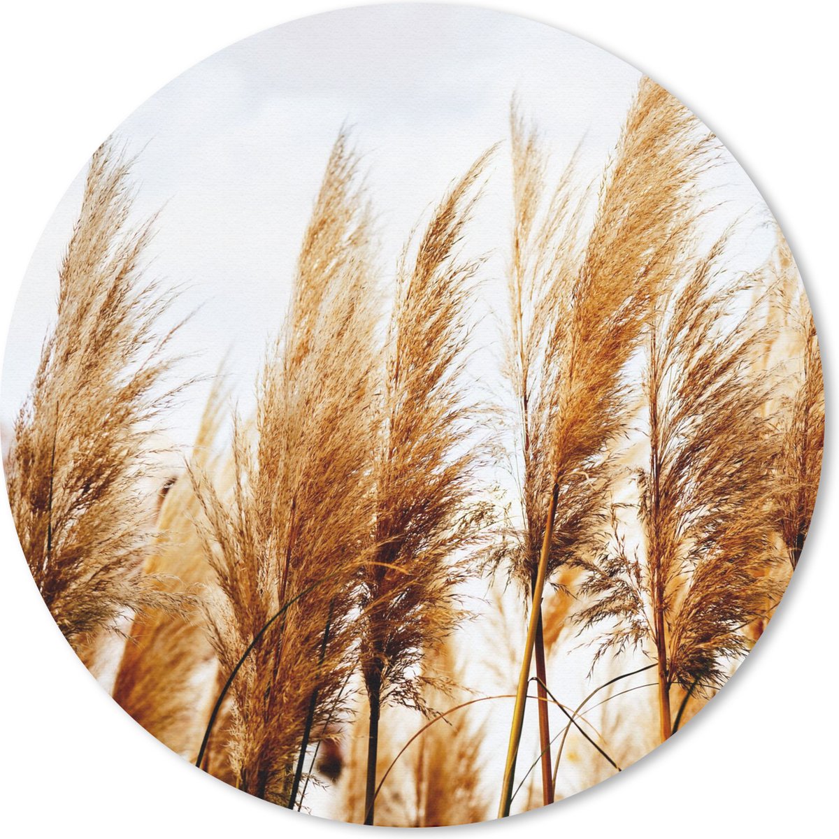 Muismat rond 40x40 cm - Mousepad Pampasgras - Zon - Gras - Ronde muismatten