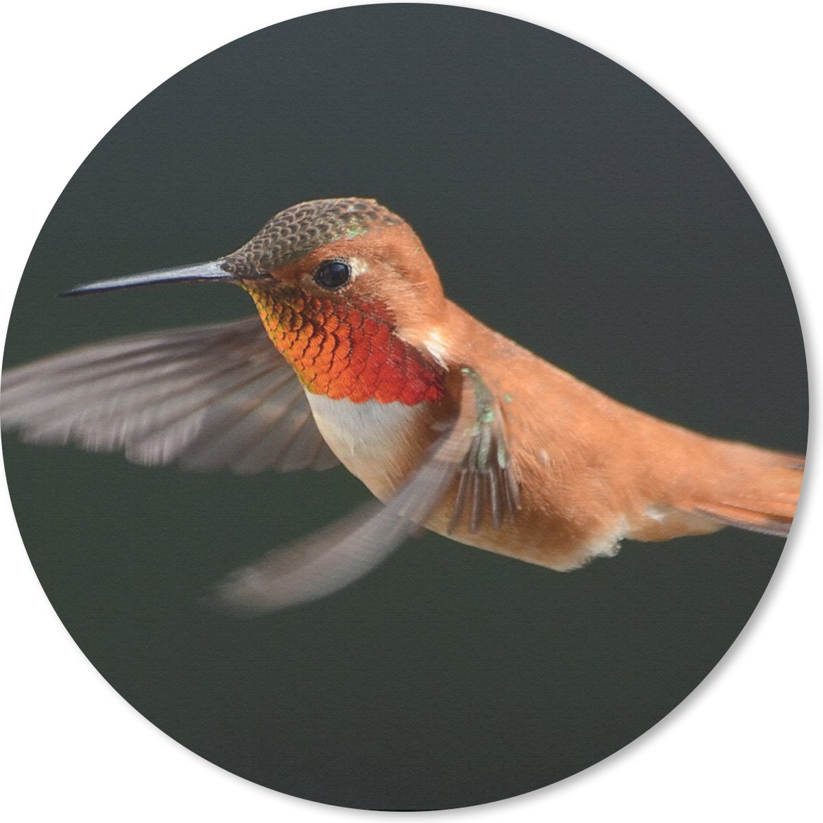 Muismat rond 40x40 cm - Mousepad Kolibrie - Vogel - Veren - Zwart - Ronde muismatten
