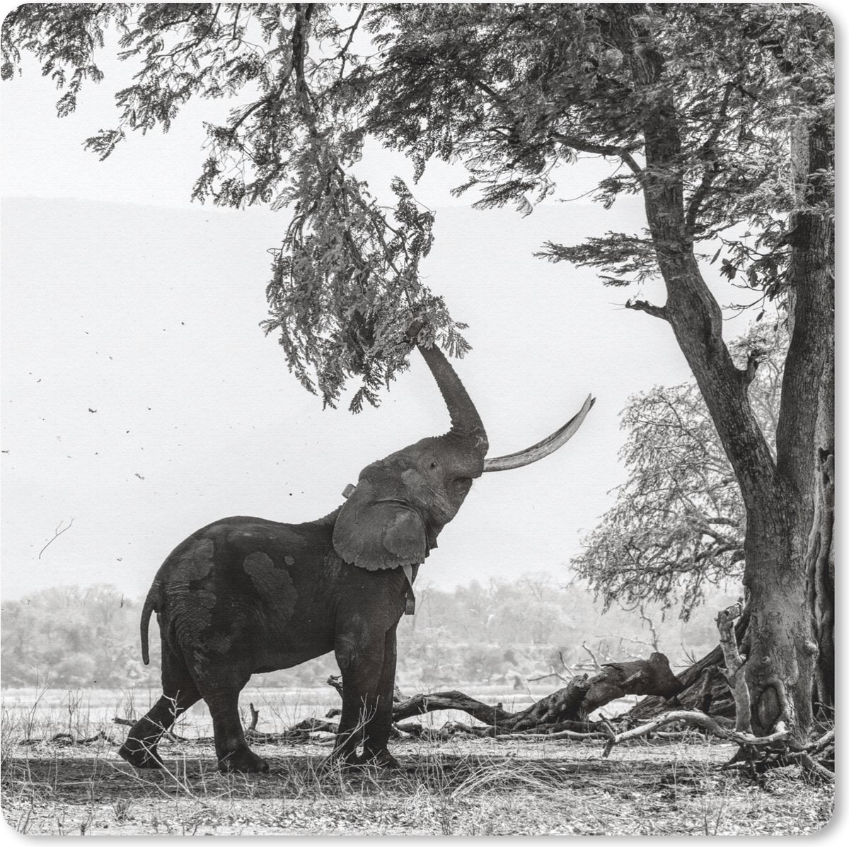 Muismat 30x30 cm - Mousepad Olifant - Boom - Dieren - Zwart wit - Muismatten